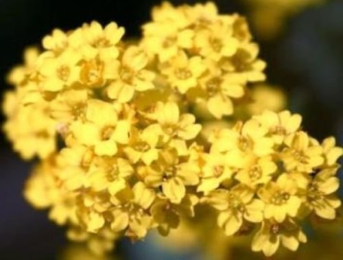 ALYSSUM BASKET OF GOLD 50 FRESH FLOWER SEEDS