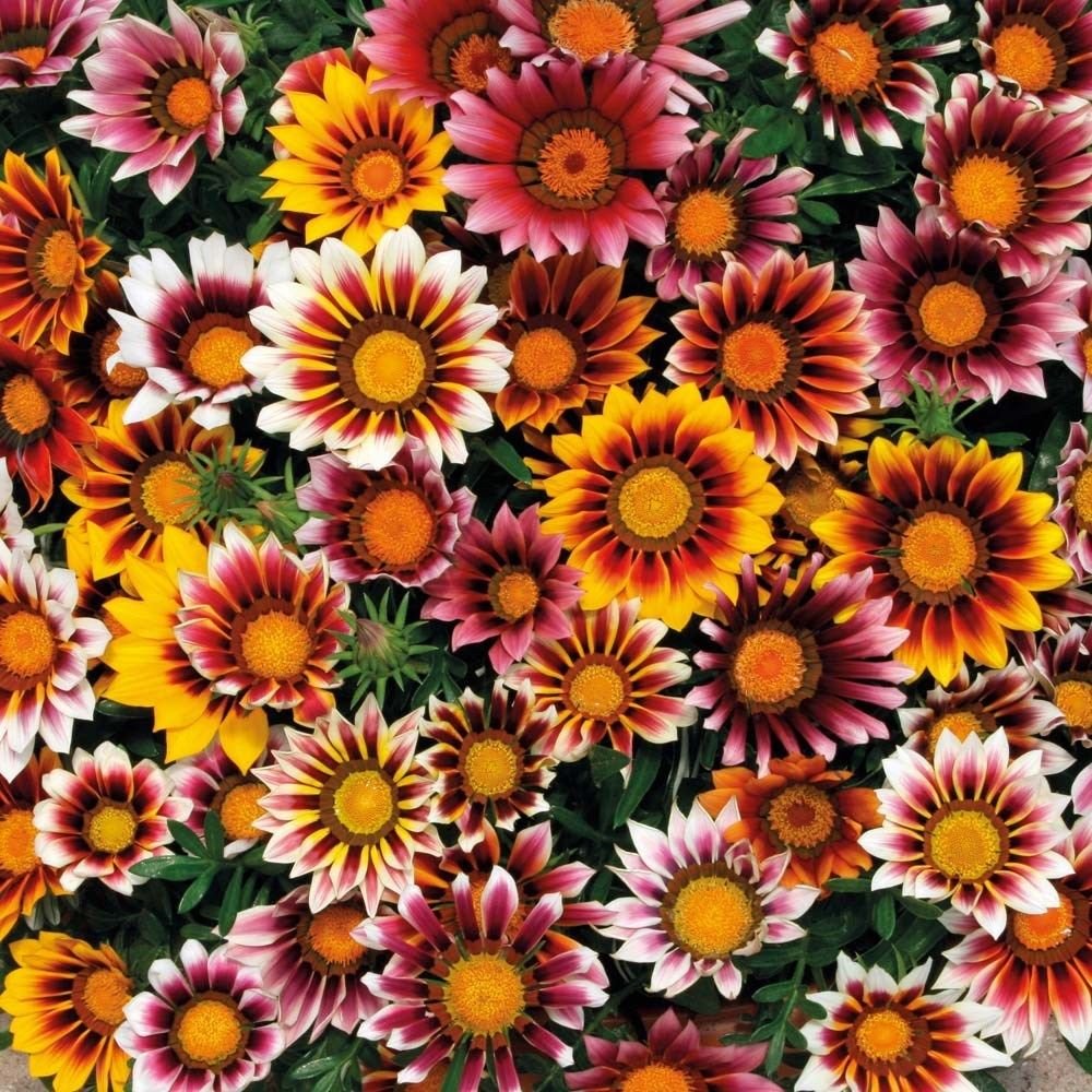 GAZANIA SPLENDENS MIX 25 FRESH FLOWER SEEDS