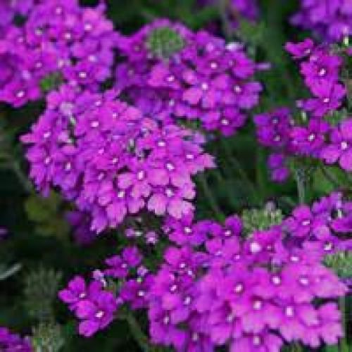 MOSS VERBENA FLOWER 100 FRESH SEEDS