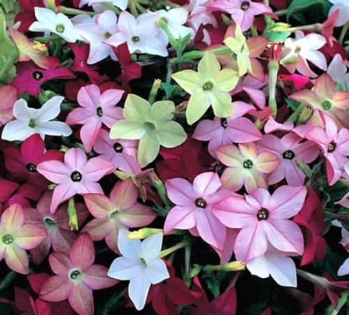 200 + FLOWERING TOBACCO MIX SEEDS