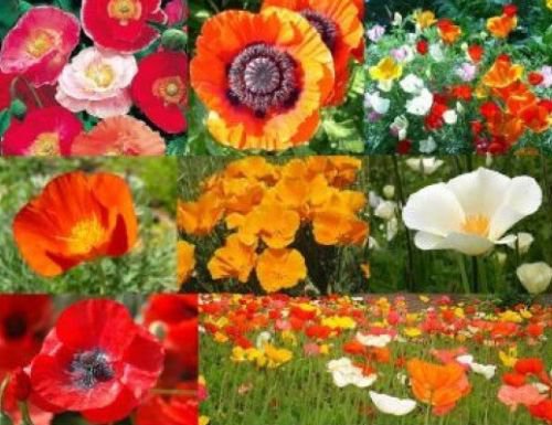 150 + POPPY POWER FLOWER MIX SEEDS