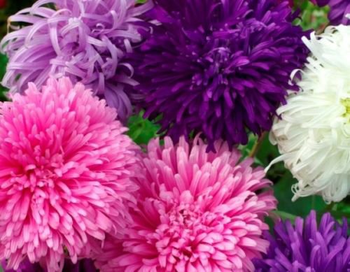 GIANT CALIFORNIA ASTER FLOWER SEEDS