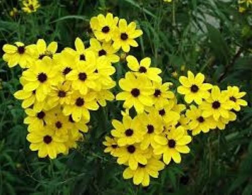 COREOPSIS GOLDEN WAVE TICKSEED 100 FRESH SEEDS