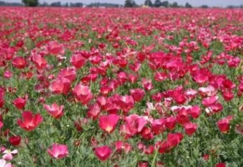 CARMINE KING CALIFORNIA POPPY 100 FRESH FLOWER SEEDS