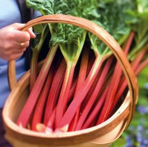 15 HEIRLOOM RHUBARB VICTORIA SEEDS