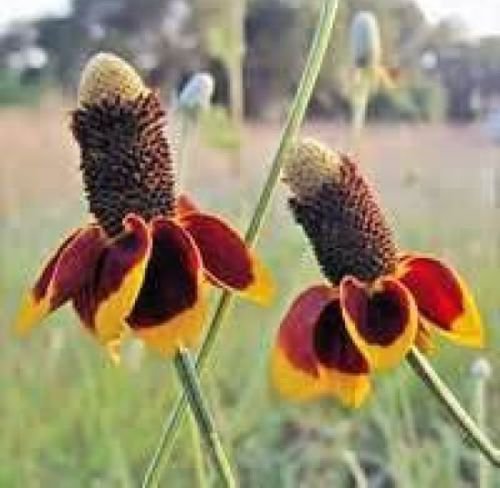 MEXICAN HAT FLOWER 100 FRESH SEEDS
