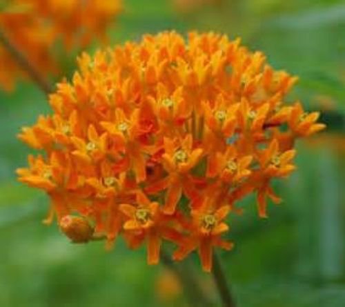 BUTTERFLY WEED 25 FRESH SEEDSMILKWEED ASCLEPIAS TUBEROSA