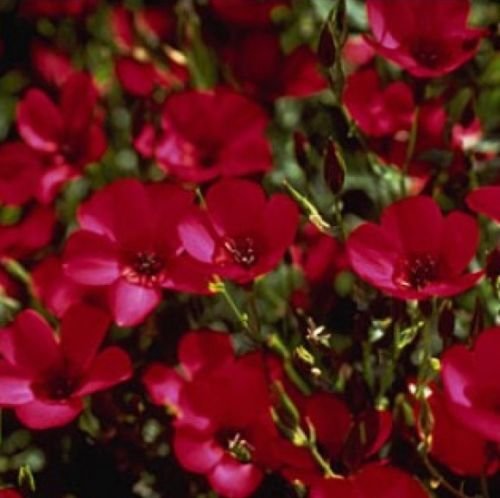 SCARLET FLAX 100 FRESH SEEDS