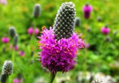 PURPLE PRARIE CLOVER 100 FRESH SEEDS