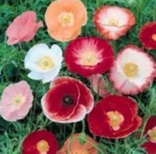 100 SHIRLEY POPPY FLOWER SEEDS POPPY SEED RED AND PINK MIX