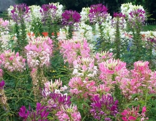 100 FRESH SPIDER PLANT MIXED FLOWER SEEDS