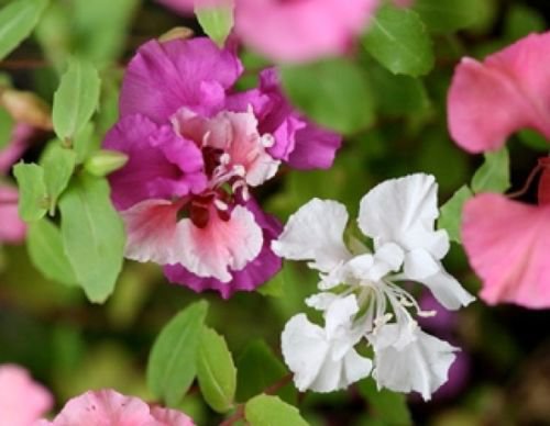 CLARKIA FLOWER SEEDS 100 FRESH SEEDS PINK/LAVENDER/WHITE