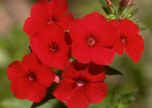 PHLOX ANNUAL RED 50 FRESH SEEDS