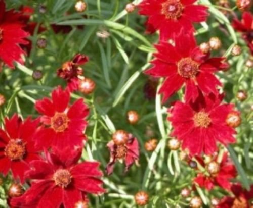 PLAINS COREOPSIS TALL RED FLOWER 100 FRESH SEEDS