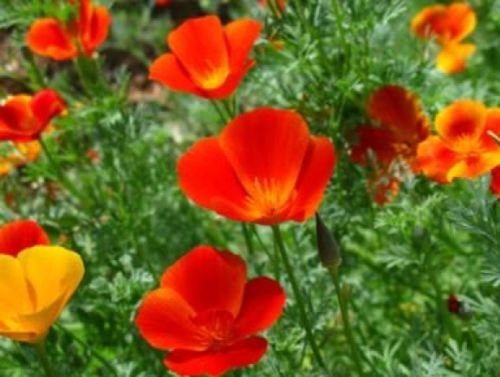 MIKADO CALIFORNIA POPPY FLOWER 100 FRESH SEEDS