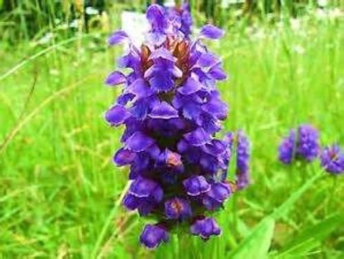 HEAL ALL PRUNELLA VULGARIS 50 FRESH SEEDS