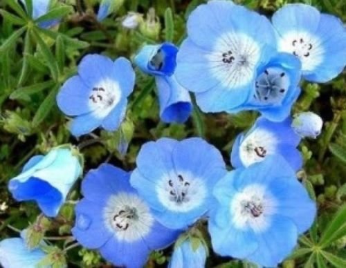 BABY BLUE EYES 100 FRESH SEEDS