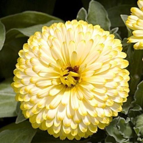 CALENDULA BON BON YELLOW 50 FRESH SEEDS