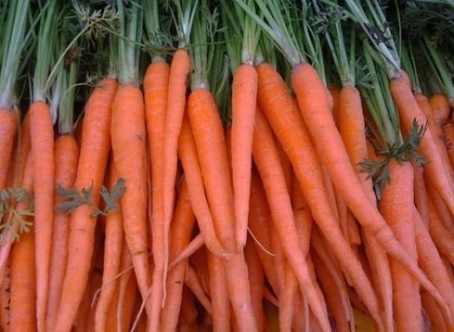 200 FRESH CARROT TENDERSWEET SEEDS