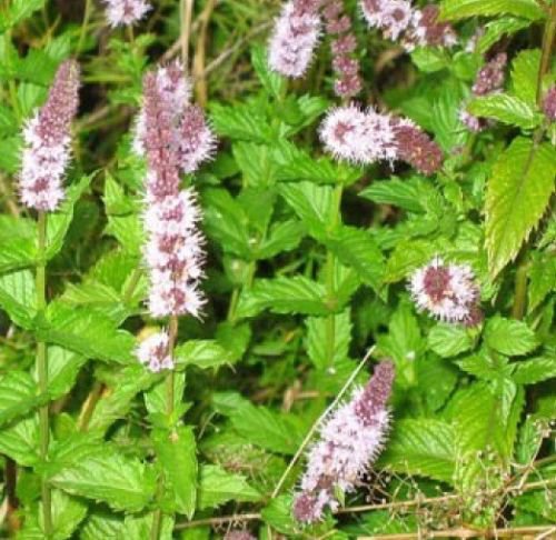 SPEARMINT 150+ FRESH SEEDS