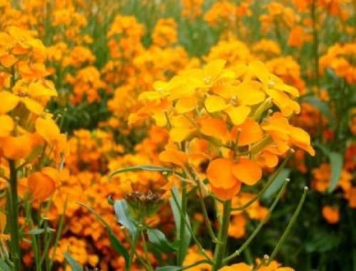 SIBERIAN WALLFLOWER 100 FRESH SEEDS