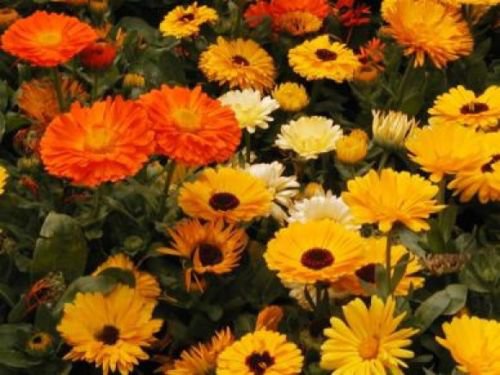 CALENDULA PACIFIC BEAUTY MIX 50 FRESH SEEDS