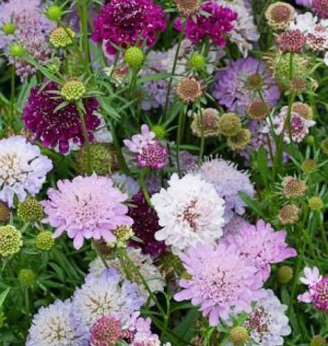 PINCUSHION FLOWER 35 FRESH SEEDS