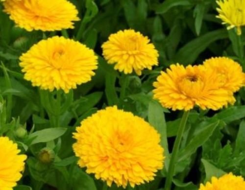 CALENDULA GOLDEN EMPEROR 50 FRESH SEEDS