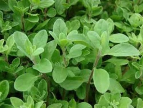 100 FRESH SWEET MARJORAM SEEDS