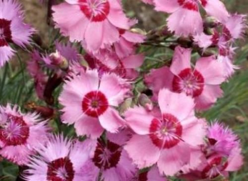 COTTAGE PINKS SEEDS 50 FRESH SEEDS