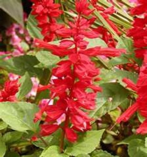 SCARLET SAGE-SALVIA 50 FRESH SEEDS