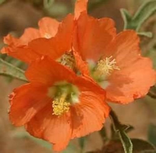 SCARLET GLOBE MALLOW RARE 15 FRESH SEEDS PRARIE MALLOW
