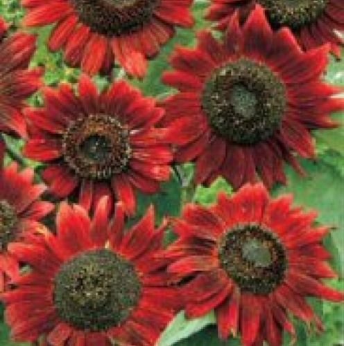 VELVET QUEEN SUNFLOWER 25 FRESH SEEDS