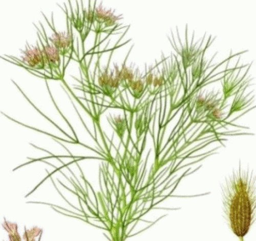 75 FRESH CUMIN SEEDS