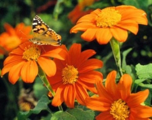 MEXICAN TORCH SUNFLOWER 25 FRESH SEEDS