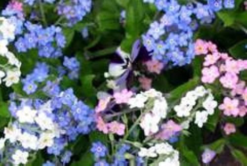 FORGET ME NOT FLOWER SEEDS MIXED COLORS 100 FRESH SEEDS
