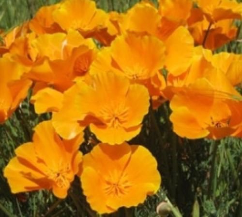 100 ORANGE POPPY FLOWER SEEDS