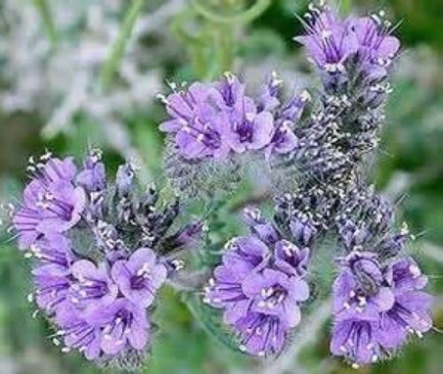 LACY PHACELIA 100 FRESH SEEDS PHACELIA TANACETIFOLIA