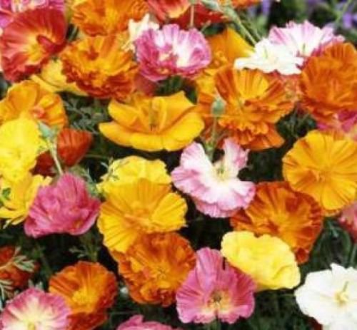 100 BALLERINA MIX POPPY SEEDS