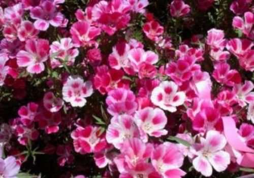 GODETIA FAREWELL TO SPRING 100 FRESH SEEDS