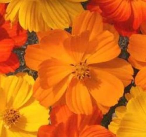 COSMOS BRIGHT LIGHTS MIX 30 FRESH FLOWER SEEDS