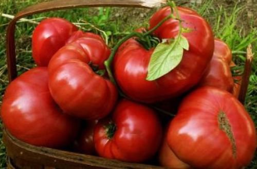 25 HEIRLOOM BRANDYWINE RED FRESH TOMATO SEEDS