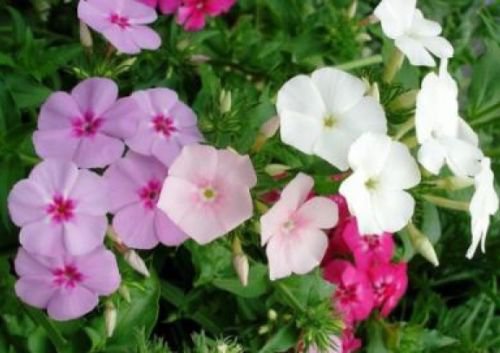 PHLOX ANNUAL MIXED COLORS 50 FRESH SEEDS
