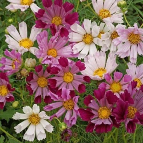 COSMOS SEASHELLS 30 FRESH FLOWER SEEDS