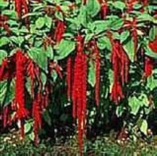LOVE LIES BLEEDING-CRIMSON-TASSLE FLOWER 100 FRESH SEEDS