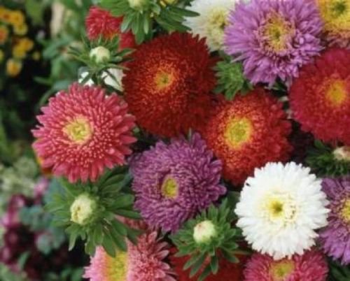 CHINA ASTER POWDERPUFF MIX FLOWER SEEDS