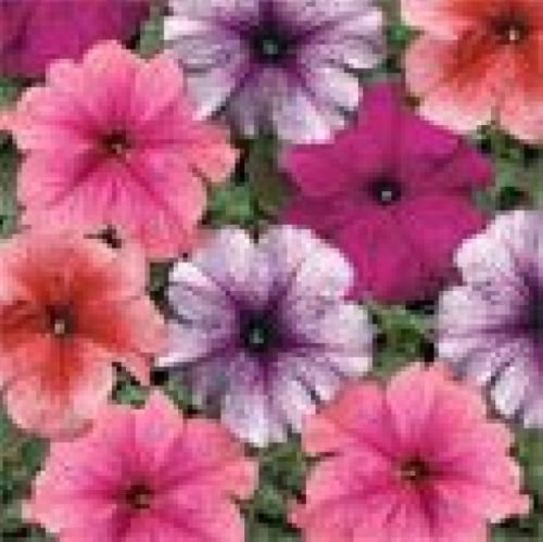 PETUNIA MULTIFLORA VEINED MIX 50 FRESH SEEDS