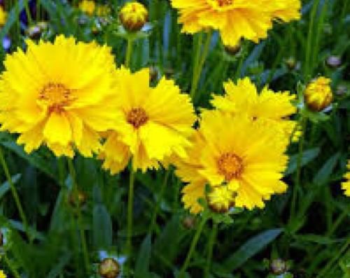 COREOPSIS GRANDIFLORA TEXAS 100 FRESH SEEDS