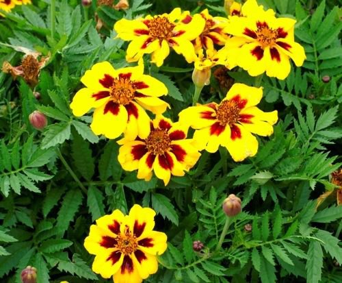 FRENCH MARIGOLD DAINTY MARIETTA (DWARF) 75 FRESH SEEDS