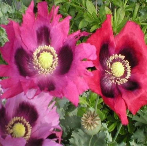 PEPPERBOX POPPY FLOWER SEEDS 50 FRESH SEEDS
